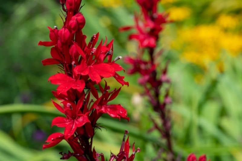 Lobelie 'Queen Victoria' (Lobelia splendens)