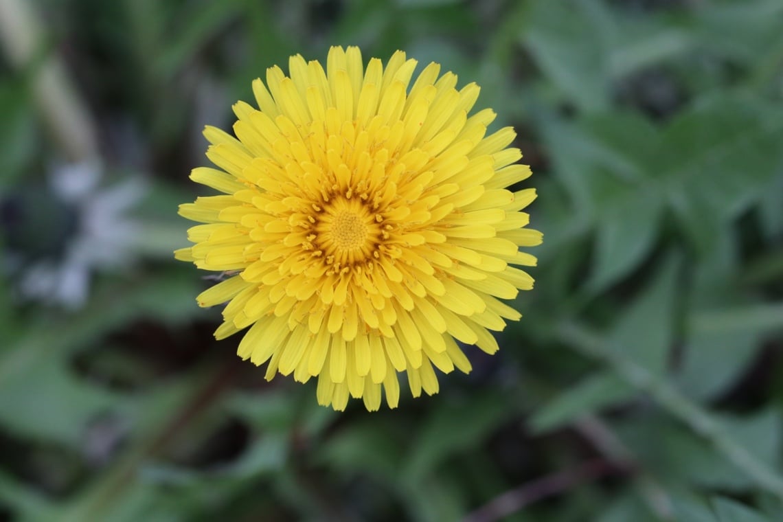 Löwenzahn (Taraxacum)