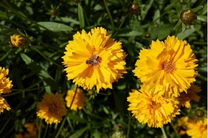 Mädchenauge 'Sunfire' (Coreopsis grandiflora)