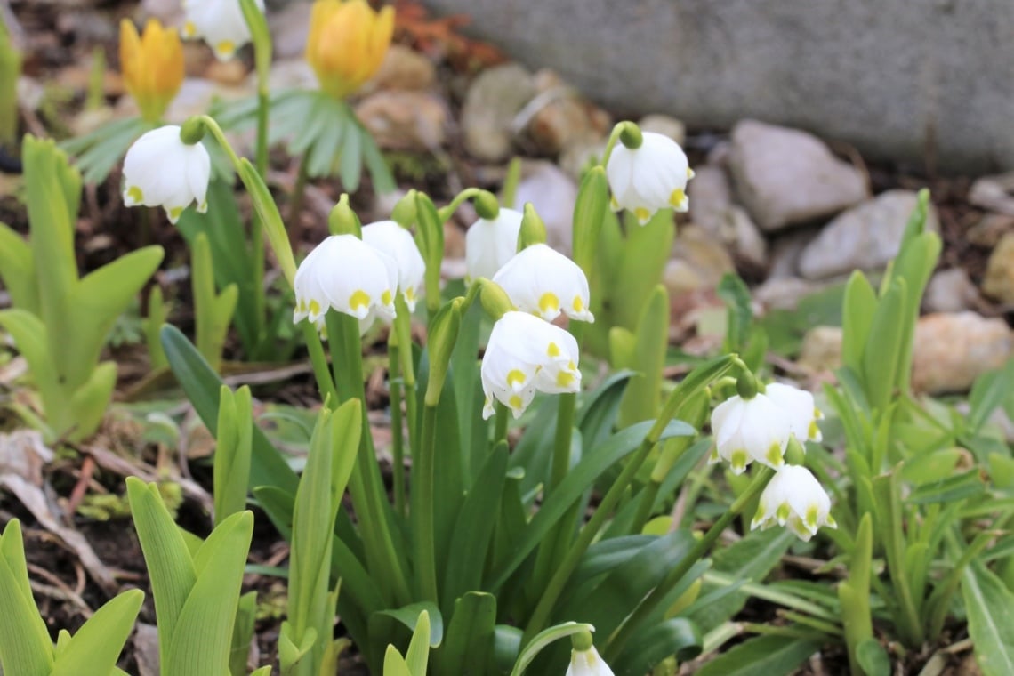 Märzenbecher (Leucojum vernum)