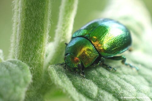 Minze hat gelbe Blätter das hilft schnell Hortica.de