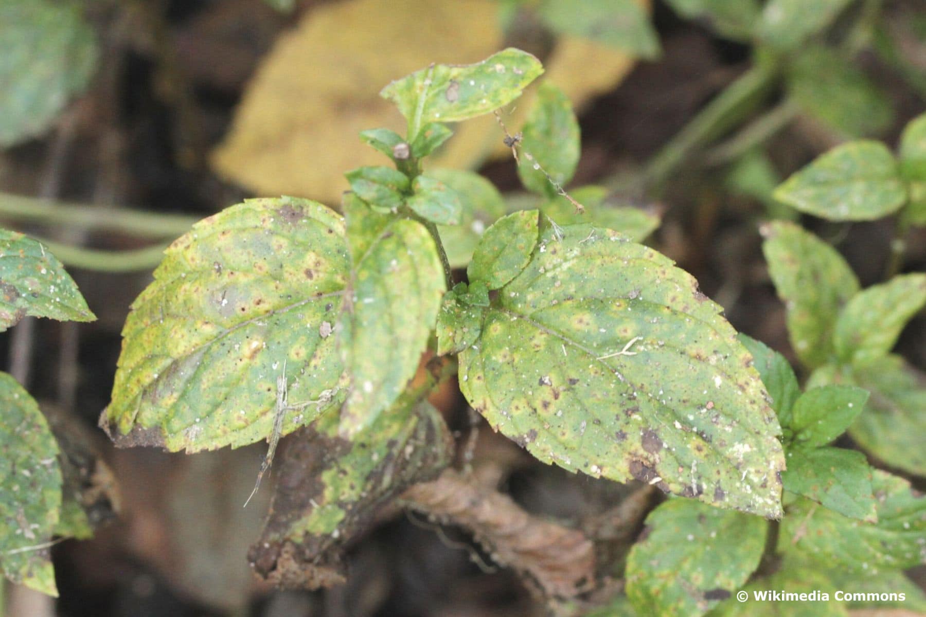 Minze hat gelbe Blätter das hilft schnell Hortica.de