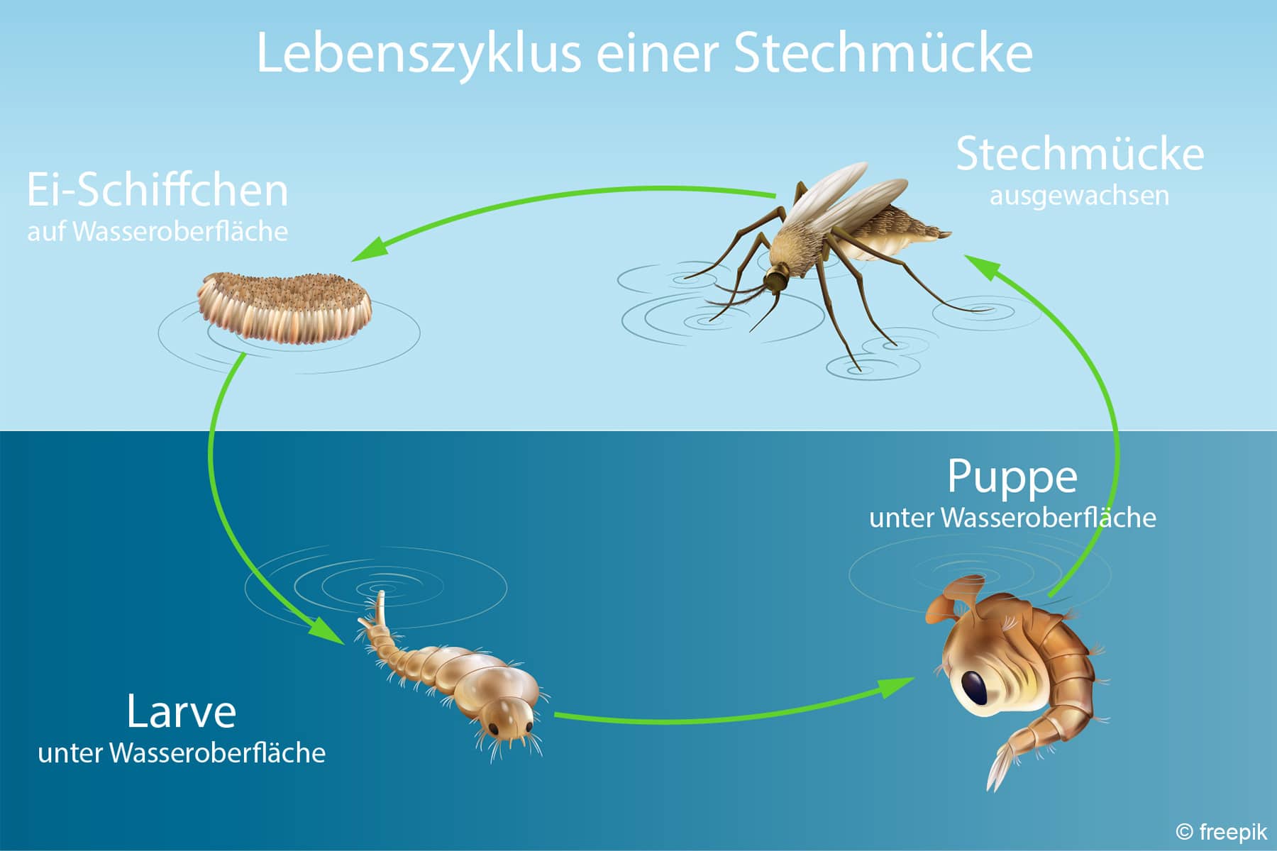 Mückenlarven töten 10 Tipps für Pool & Regentonne Hortica.de