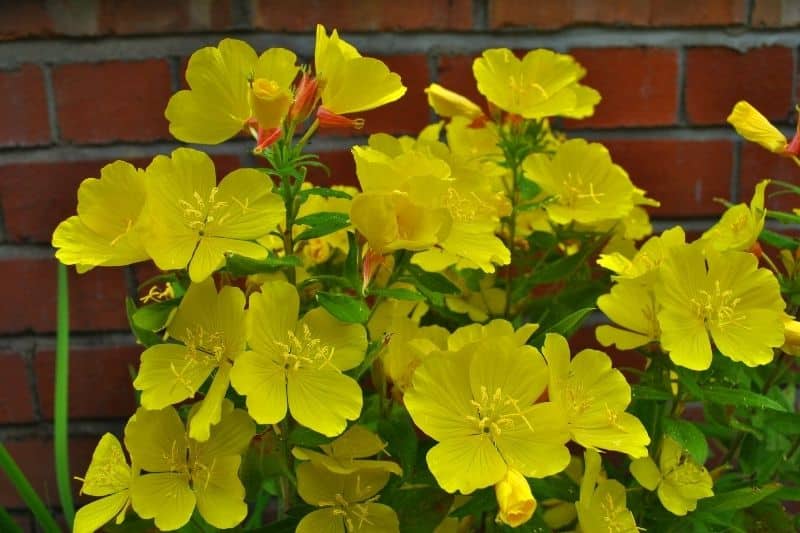 Sommerstaude Nachtkerze 'Erica Robin' (Oenothera tetragona)