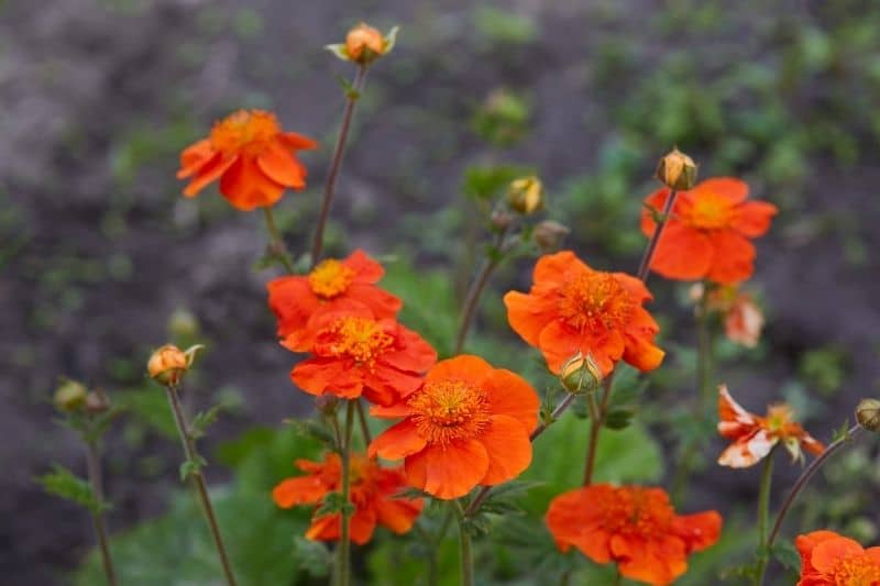 Nelkenwurz 'Cooky' (Geum coccineum)