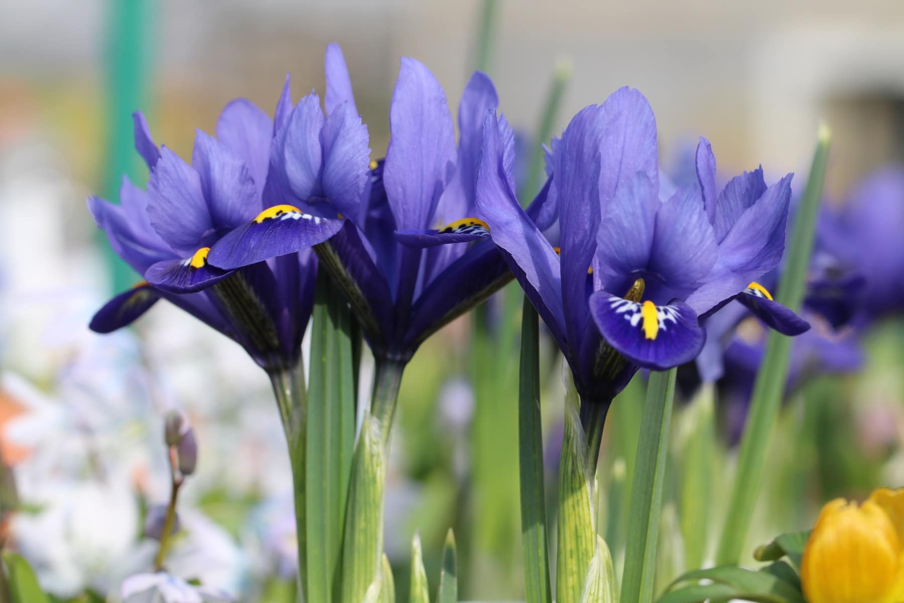 Netzblatt-Schwertlilie (Iris reticulata) 'Blue Harmony'