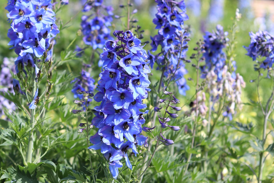 Pacific-Rittersporn 'Blue Bird' (Delphinium x cultorum)