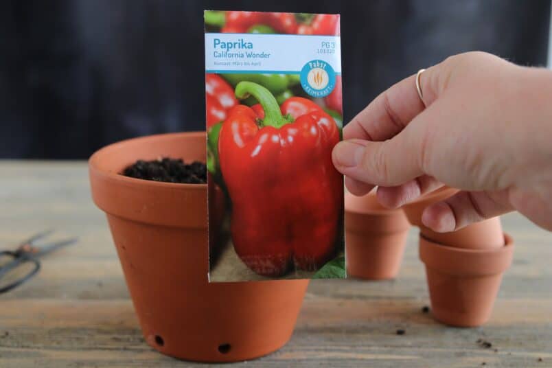 Paprika-Samen zum Vorziehen