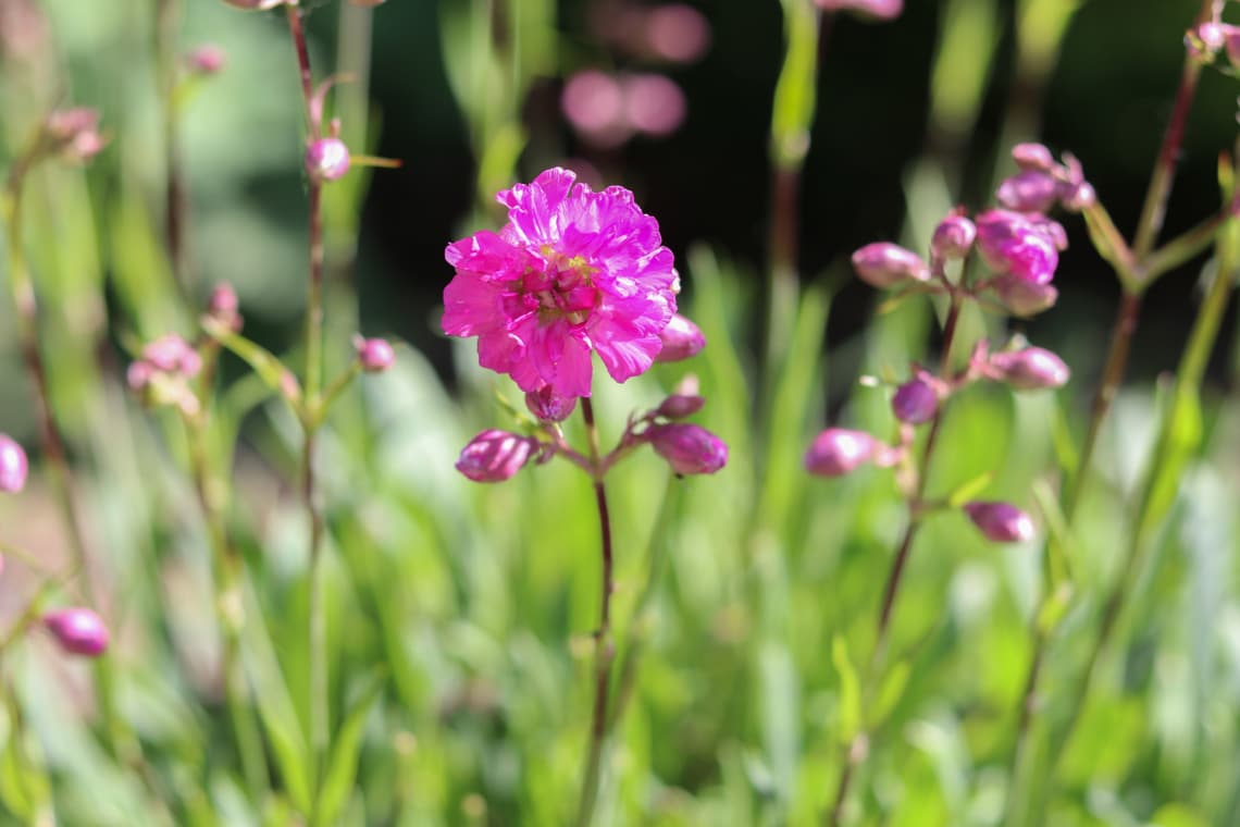 Sommerstaude Pechnelke (Lychnis viscaria)