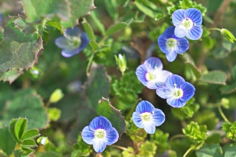 Persischer Ehrenpreis (Veronica persica)