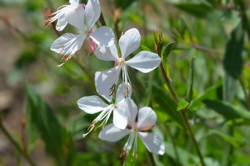 Sommerstaude Prachtkerze (Gaura lindheimerii)