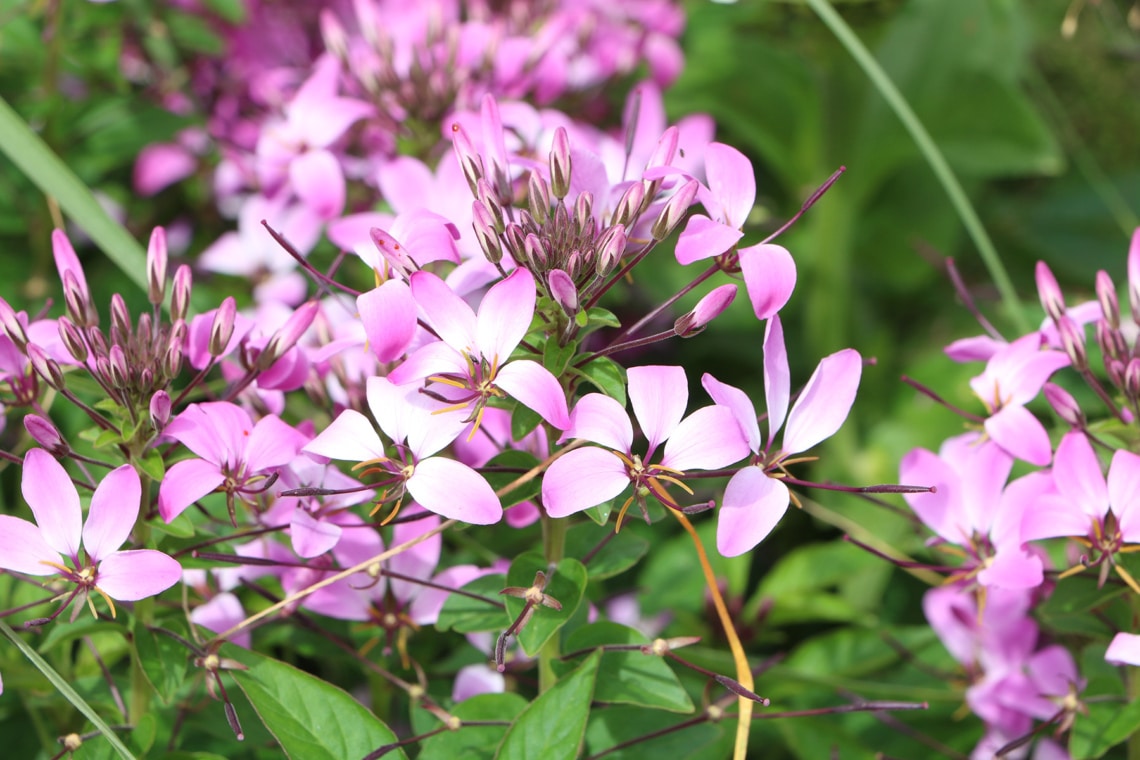 Prachtkerze 'Siskiyou Pink' (Gaura lindheimeri)