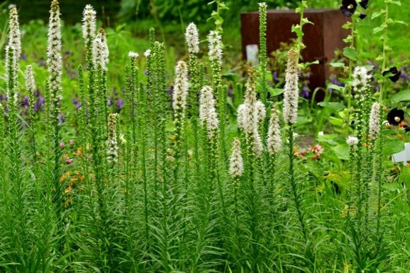 Prachtscharte 'Floristan weiß' (Liatris spicata)