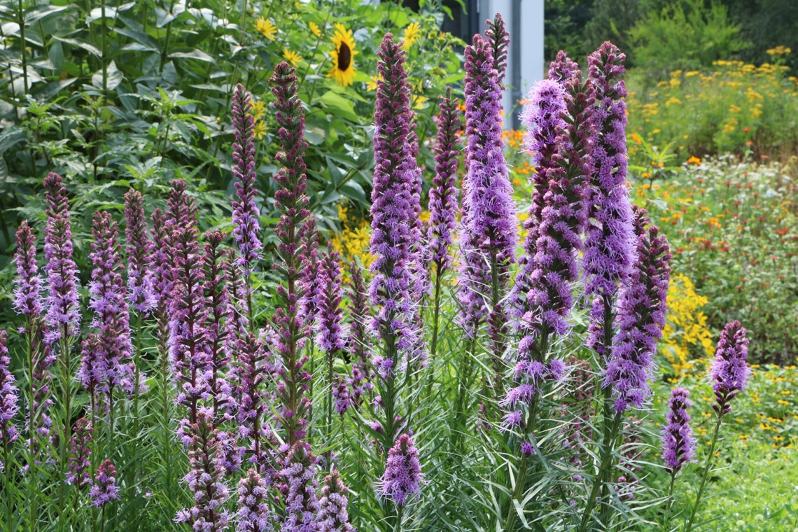 Prachtscharte (Liatris spicata)