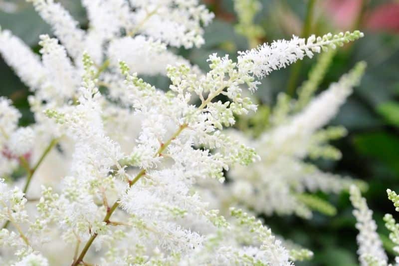 Prachtspiere 'Diamant' (Astilbe arendsii)