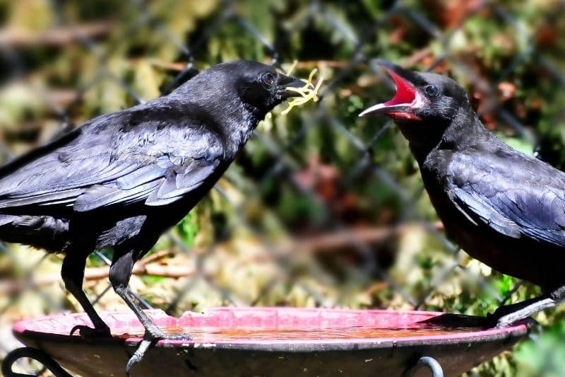 Rabenvögel an Futterstelle im Garten