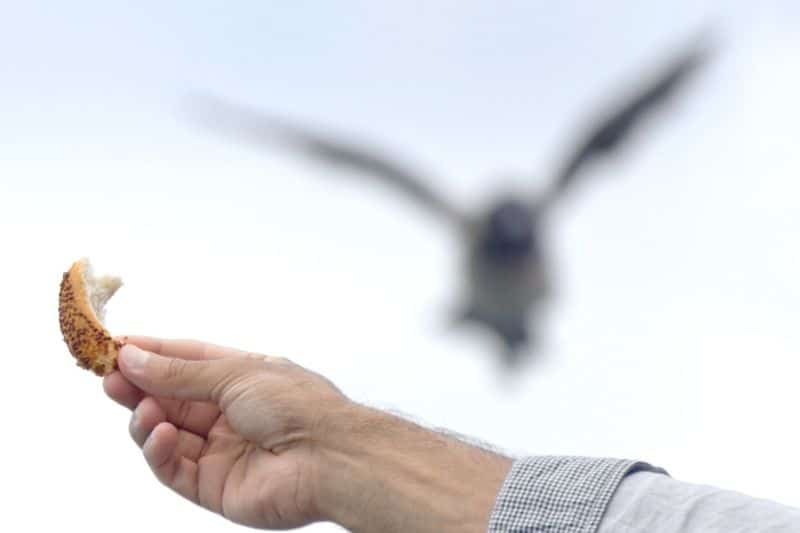 Hand hält Brot in Luft, Rabenvogel fliegt im Hintergrund