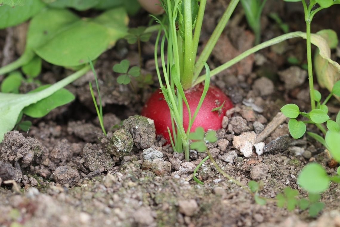 Radieschen im Beet