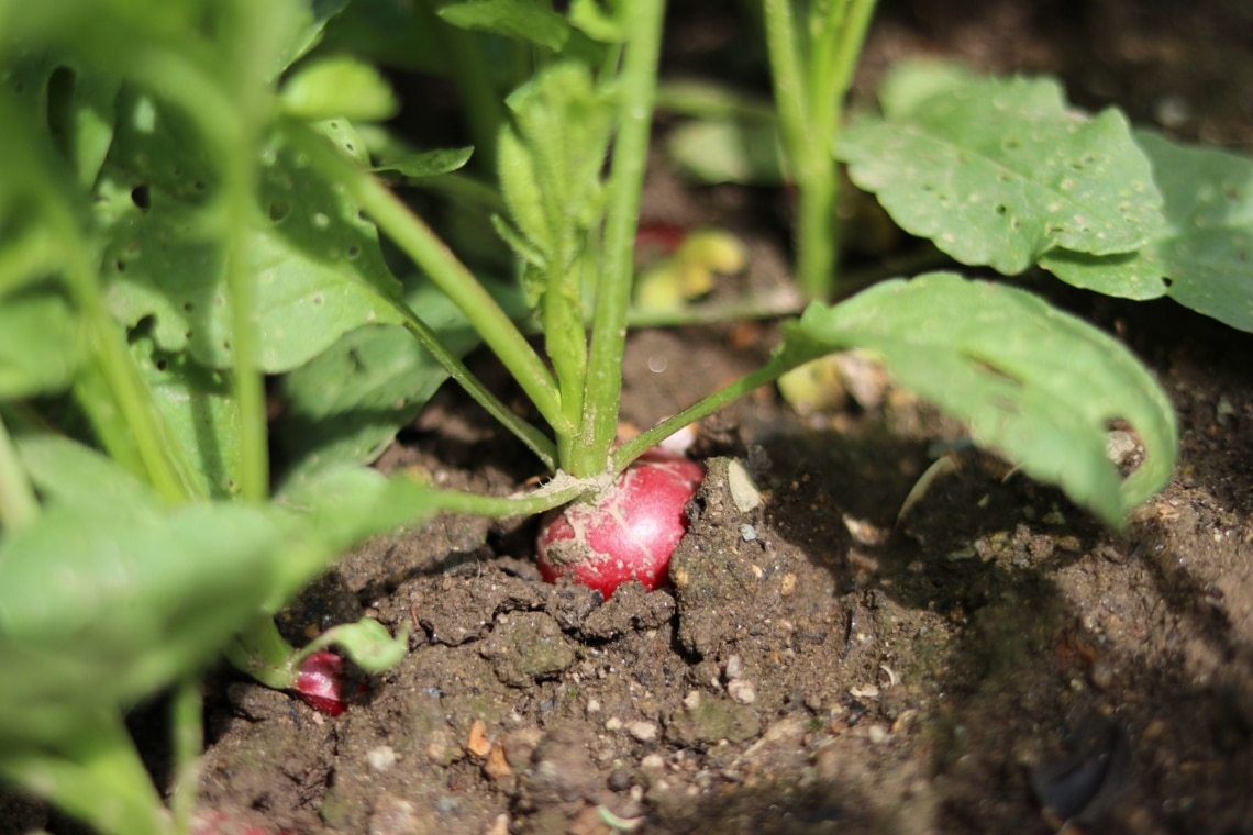 Radieschen in der Sonne im Beet