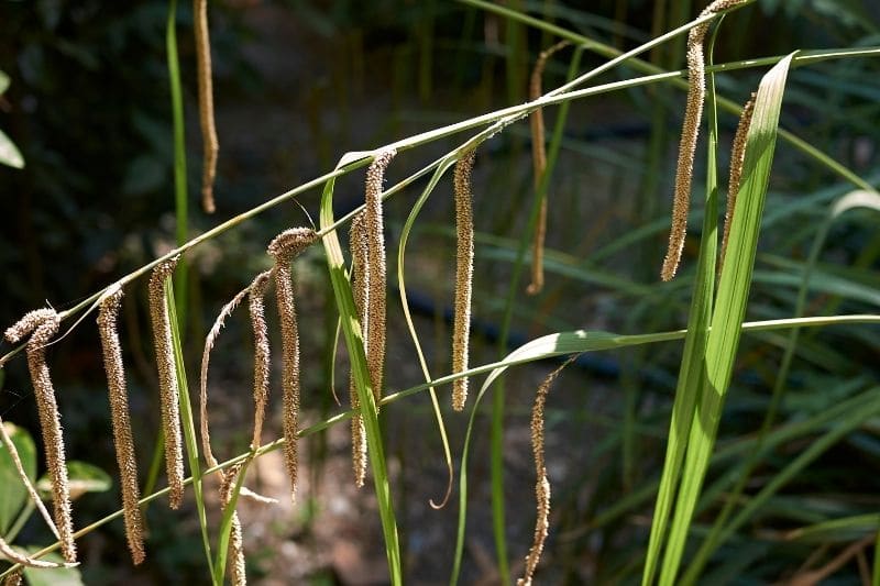 Riesen-Segge (Carex pendula)