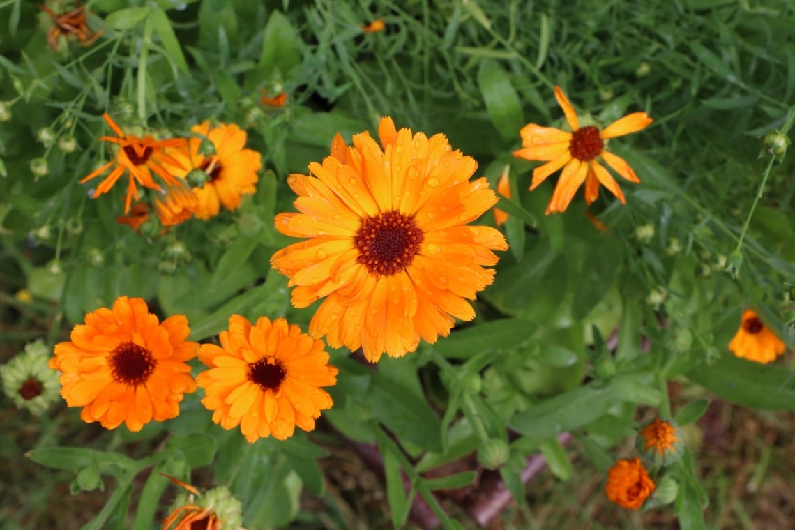 Ringelblume (Calendula officinalis)