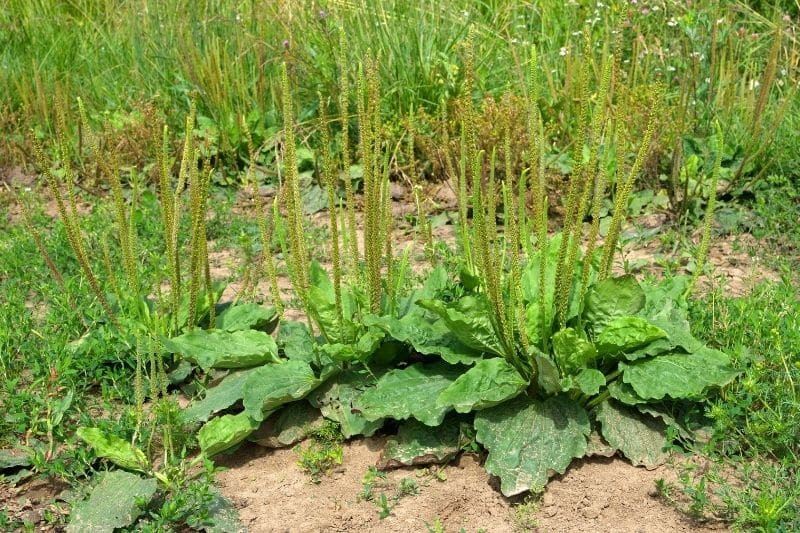 Sommerstaude Rosen-Wegerich 'Rosularis' (Plantago major)