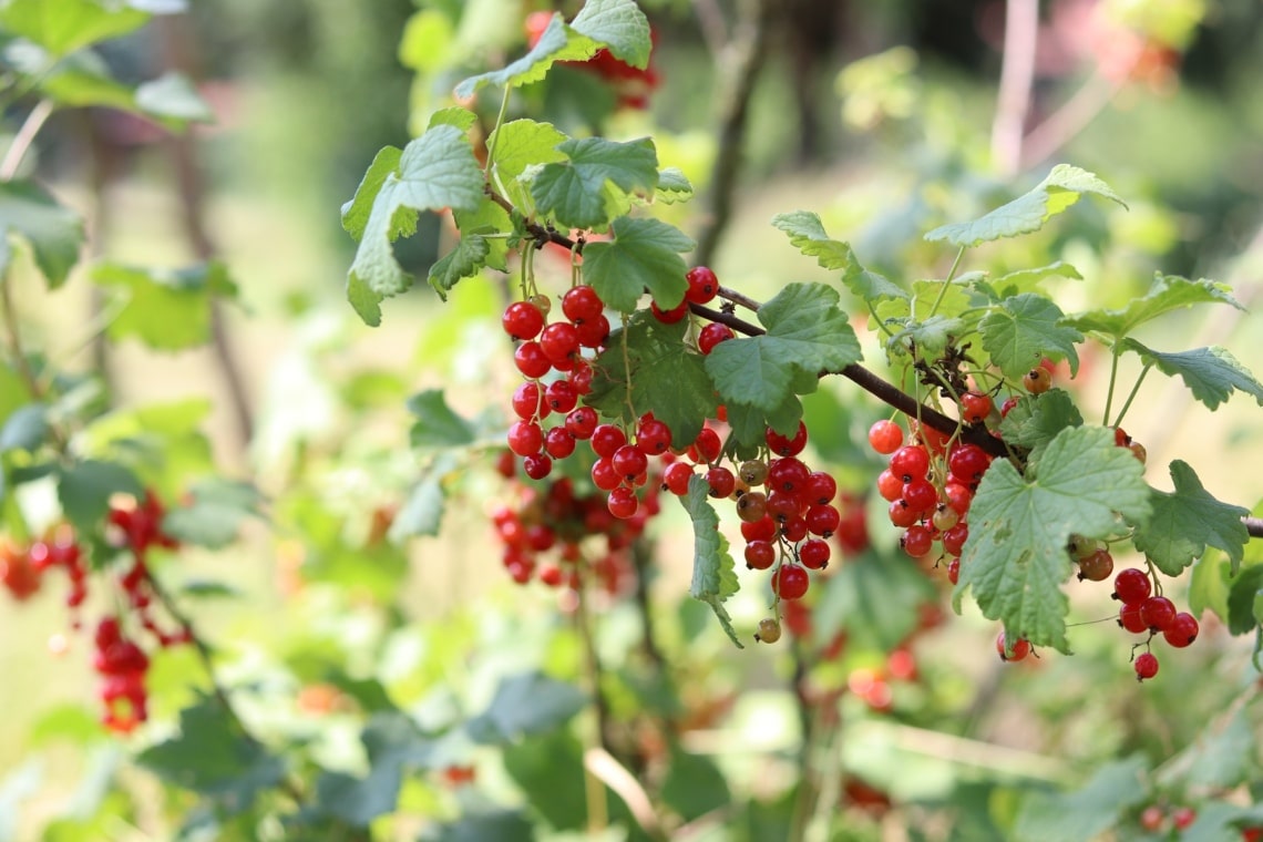 Rote Johannisbeeren (Ribes rubrum)