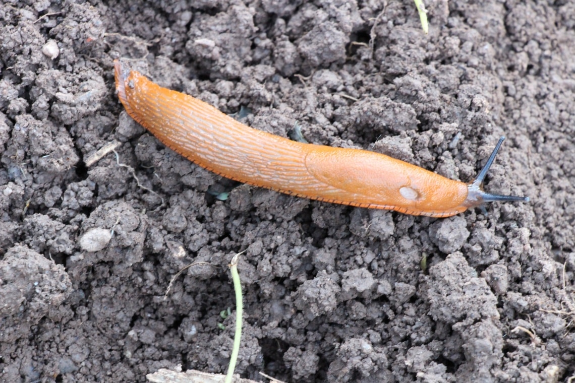 Rote Wegschnecke (Arion rufus)