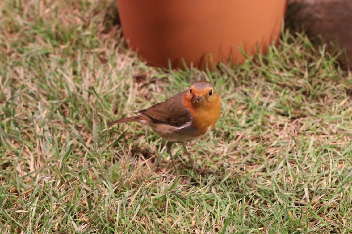 Rotkehlchen (Erithacus rubecula)