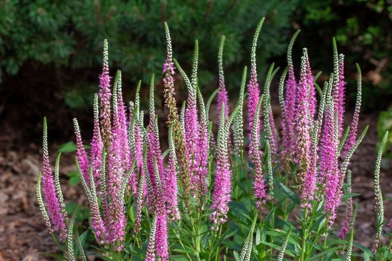 Scheinähriger Ehrenpreis 'Rosa Zwerg' (Veronica spicata)