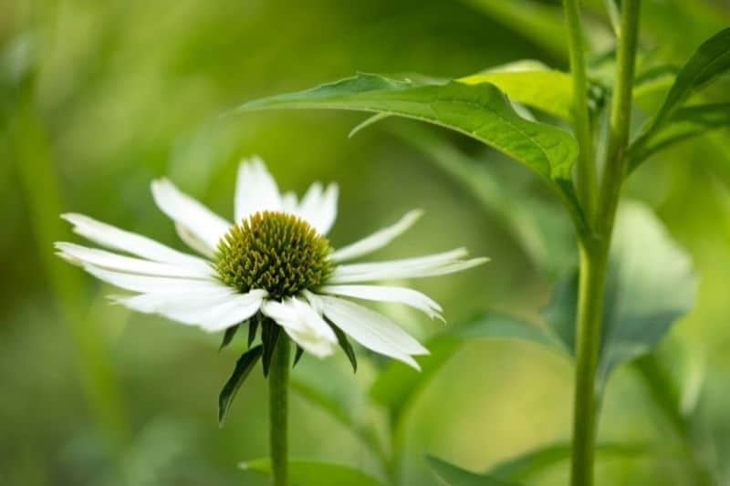 Staude Scheinsonnenhut 'Green Jewel' (Echinacea purpurea)