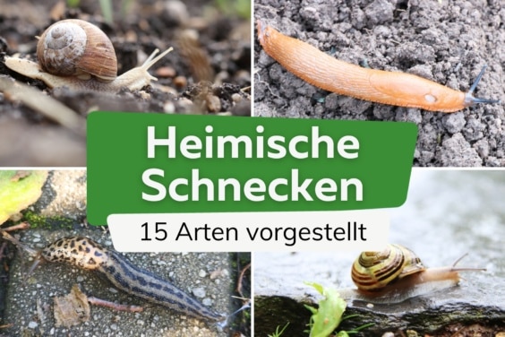 Schneckenarten bestimmen: 15 im DACH-Raum heimische