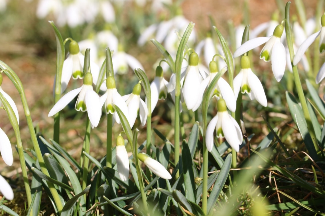 Schneeglöckchen (Galanthus nivalis)