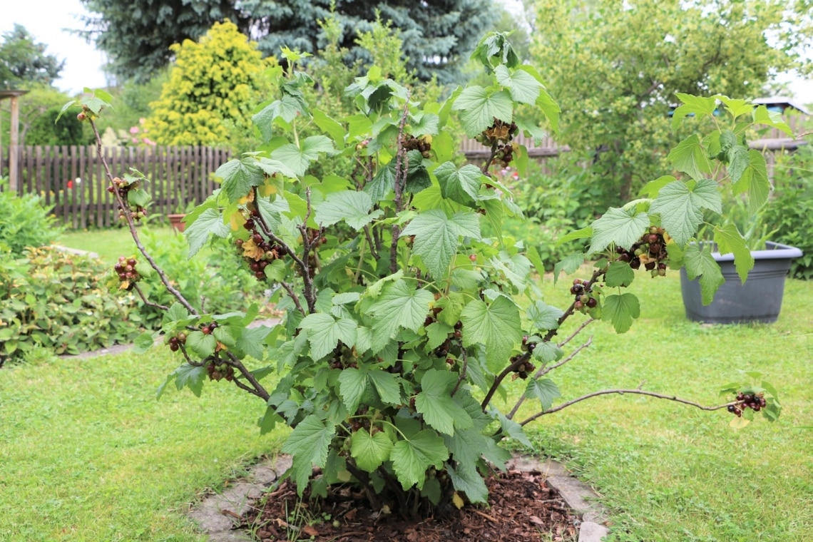 Schwarze Johannisbeere (Ribes nigrum) im Garten