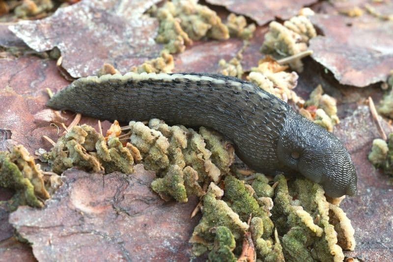 Schwarzer Schnegel (Limax cinereoniger)