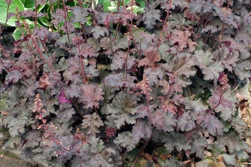 Silberglöckchen 'Plum Pudding' (R) (Heuchera micrantha)