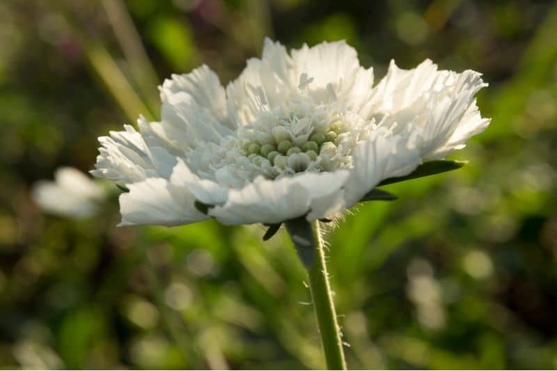 Skabiose 'Perfecta Alba' (Scabiosa caucasica)