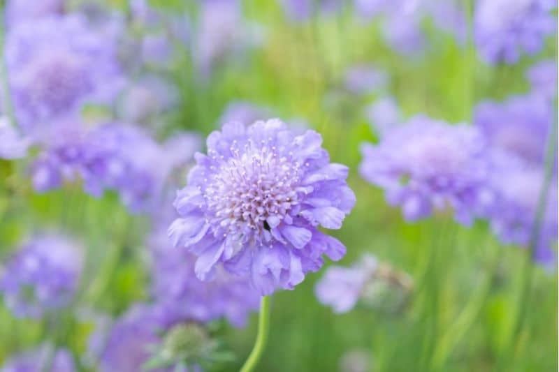 Sommerstaude Skabiose 'Perfecta' (Scabiosa caucasica)