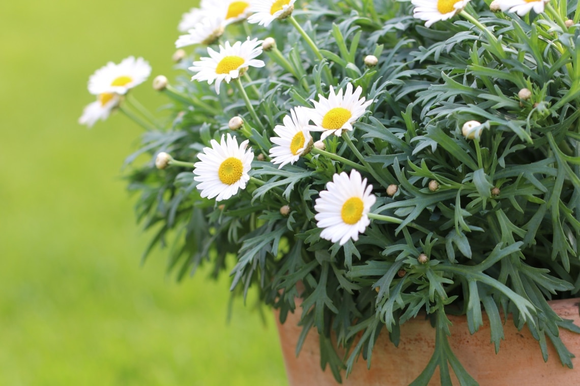 Sommer-Margerite (Leucanthemum maximum)