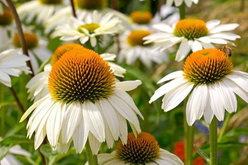 Sommerstaude Sonnenhut 'Alba' (Echinacea purpurea)