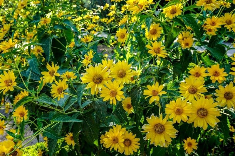 Stauden-Sonnenblumen 'Capenoch Star' (Helianthus decapetalus)