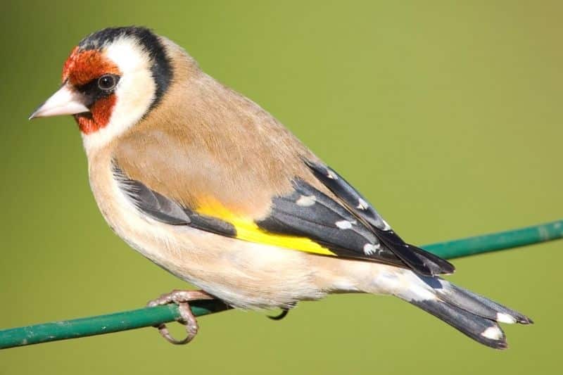 Stieglitz (Carduelis carduelis)