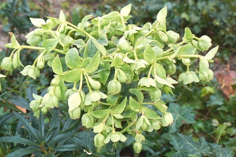 Stinkende Nieswurz (Helleborus foetidus)