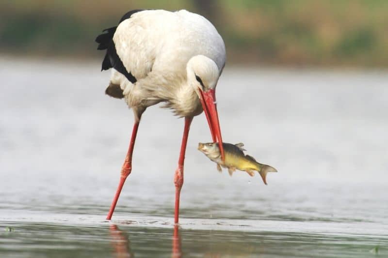 Storch frisst Fisch aus Wasser