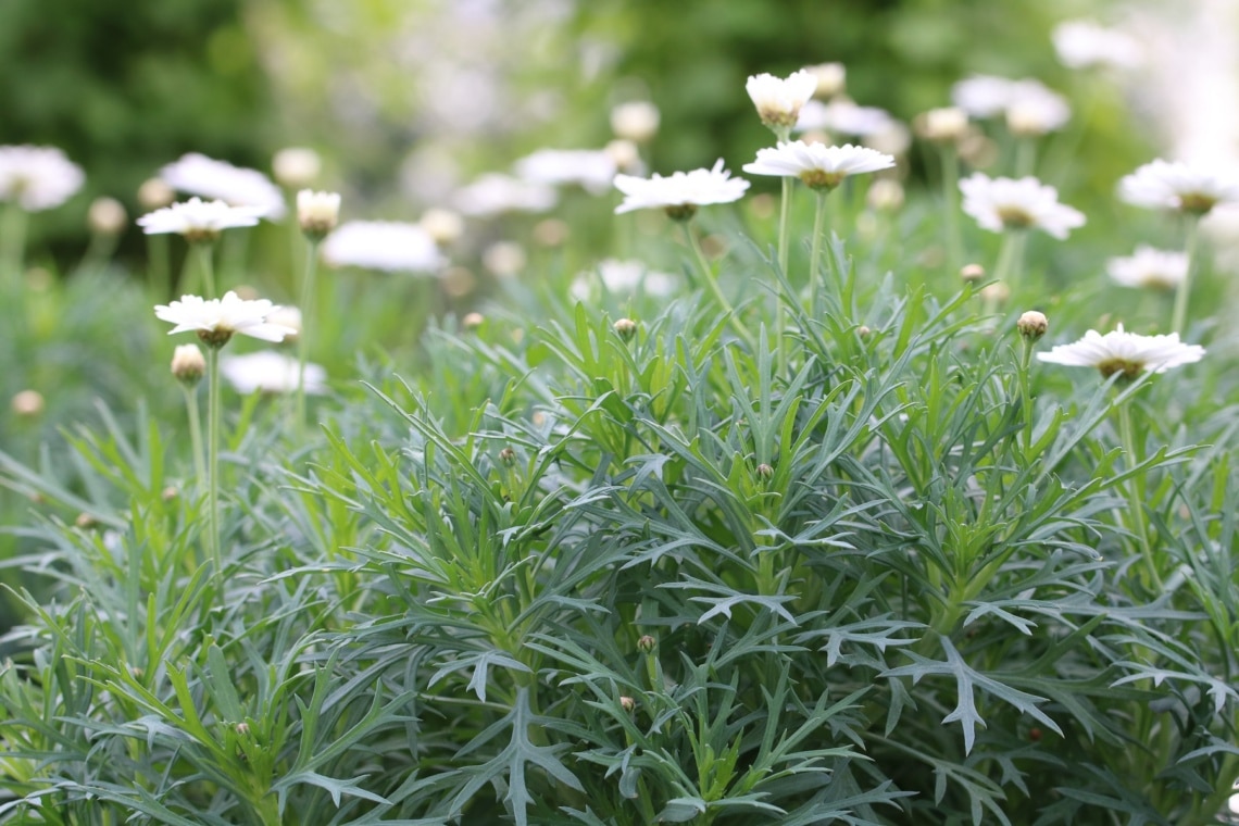 Strauchmargerite (Argyranthemum frutescens)