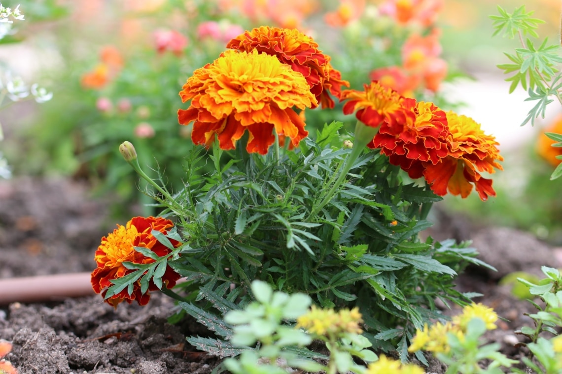 Studentenblume (Tagetes)