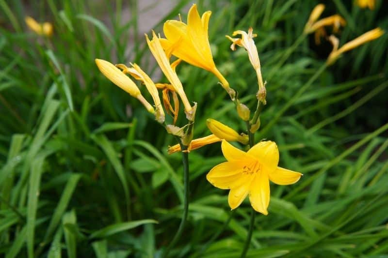 Taglilie 'Corky' (Hemerocallis x cultorum)