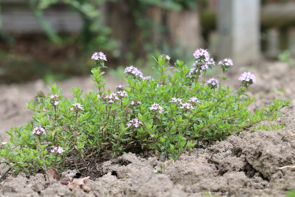 Thymian 'Albus' (Thymus serpyllum)