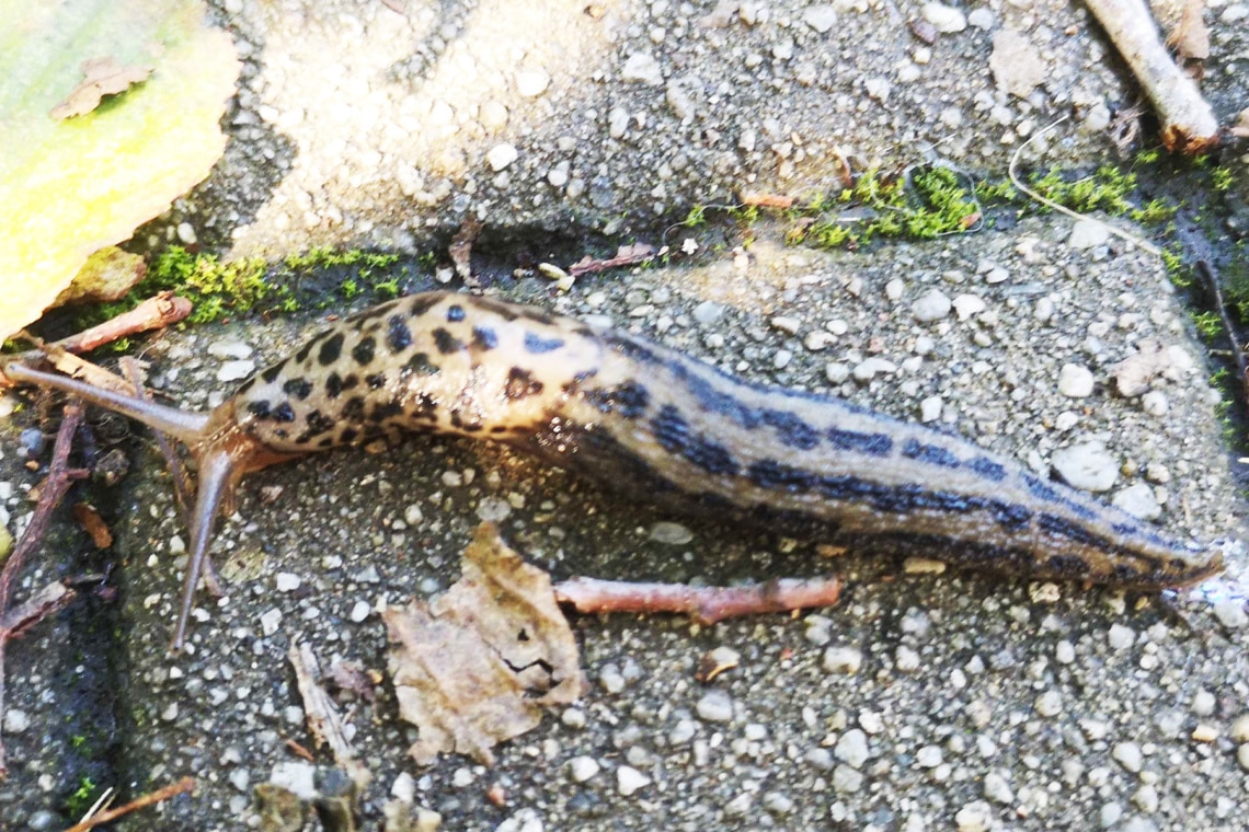 Tigerschnegel (Limax maximus)