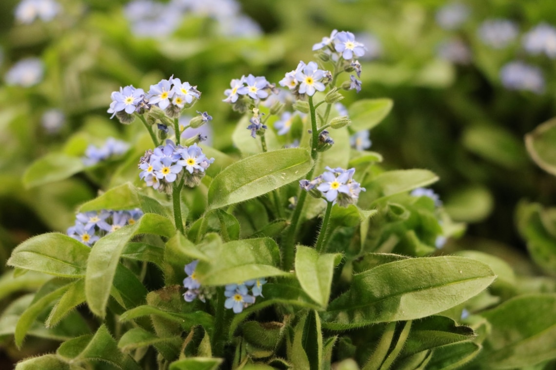 Wald-Vergissmeinnicht (Myosotis sylvatica)